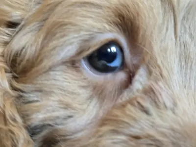 Cavapoo - Milky