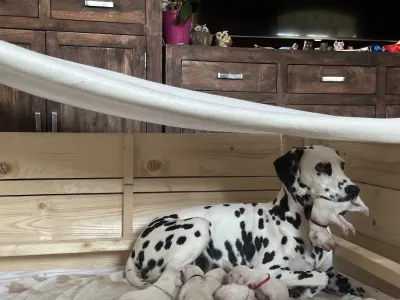 Dalmatinski pas - Aris