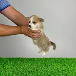 Corgi galez Pembroke - Scout