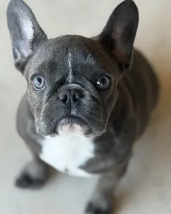 French Bulldog - Alinda
