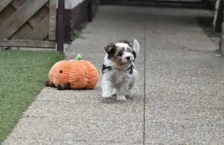 Biewer Terrier - Quartz