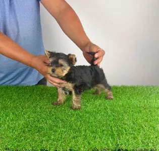 Yorkshire Terrier - Digi