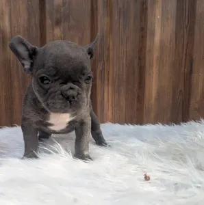 Bulldog francese - Selena