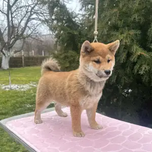 Shiba - Beauty Of The East Akina