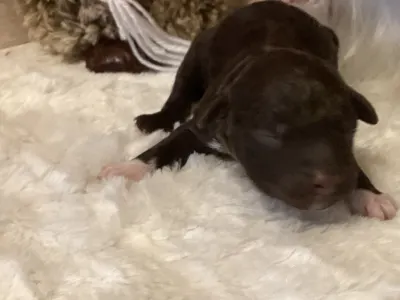 Romagna Water Dog - Bizsu