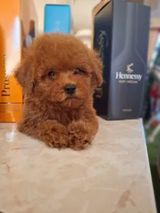 Caniche Toy - Pudel Toy M