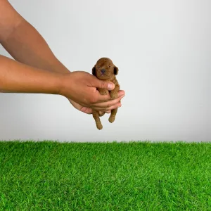 Poodle Toy - Xell