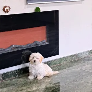 Havanese - Deres