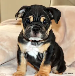 Englische Bulldogge - Willy Sold