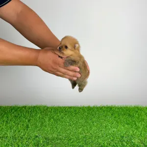 Pomeranian - Tommy