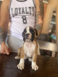 German Boxer - Rasel