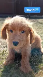 Labradoodle - David