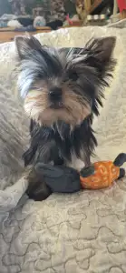 Yorkshire Terrier - Inci-fincy (extra Small Size)