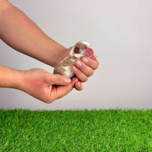 Кавалер кинг-чарльз-спаниель - Hestia 