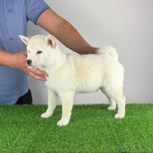Shiba - Jagawa