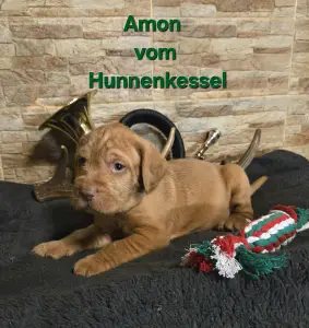 Hungarian Wire-haired Vizsla - Amon Vom Hunnenkessel