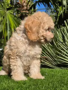 Cavapoo - Solo