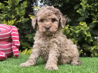 Cavapoo - Chocapic