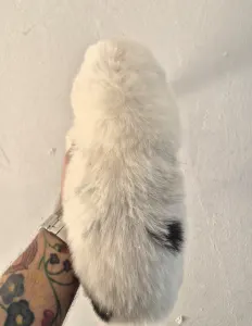 Australian Shepherd - Lejla