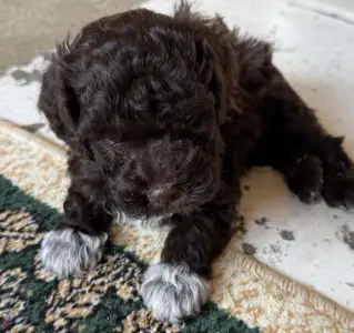 Lagotto Romagnolo - Robika