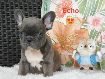 French Bulldog - Echo