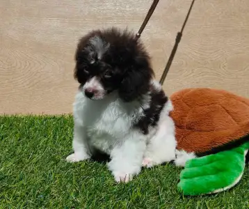 Caniche Nain - Ramy (toy)