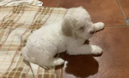 Lagotto Romagnolo - Friendly Lagotto  Jerry