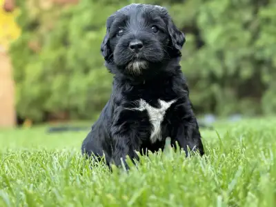 Caine de apa portughez - Bodie
