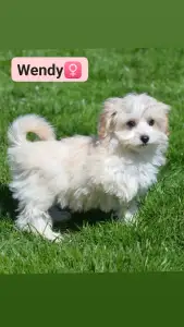 Maltipoo - Wendy