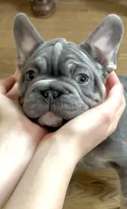 French Bulldog - Steel Wing Bullz Orion