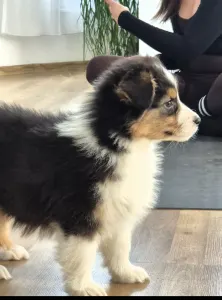 Australian Shepherd - Lujza