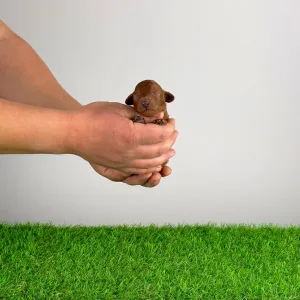 Trpasličí pudl - Namba