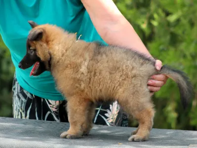 Belgischer Schäferhund - Xantos