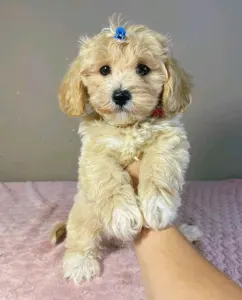 Maltipoo - Brian