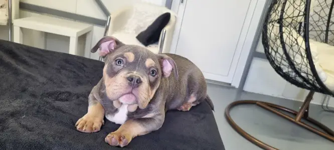 American Bully - Pocket - Malekith