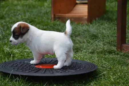 Jack Russell Terrier - Aicha