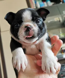 Boston Terrier - Wide Wings Black
