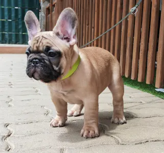 French Bulldog - Elmo
