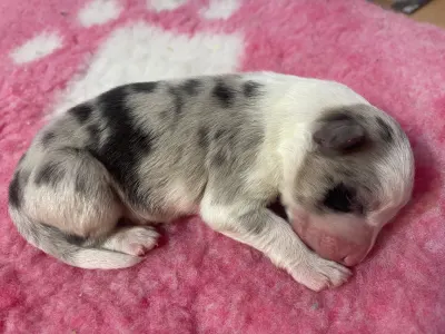 Border kolie - Reserved/blue Merle Kan/male- Dark Blue Collar