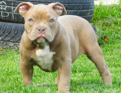 American Bully - Pocket - Ghostface Fighters Luna