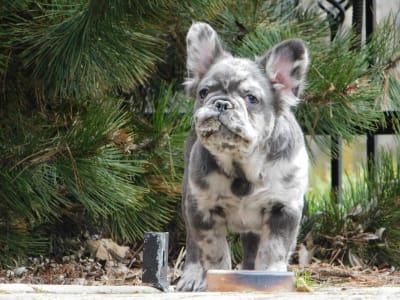 Französische Bulldogge - John