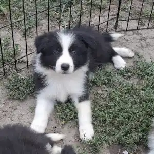 Бордер-колли - Dazzling Borders Beat Of My Heart