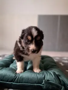 Ausztrál juhászkutya - Daikoku