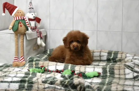 Zwergpudel - Bravados Azur