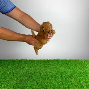 Caniche Toy - Smile
