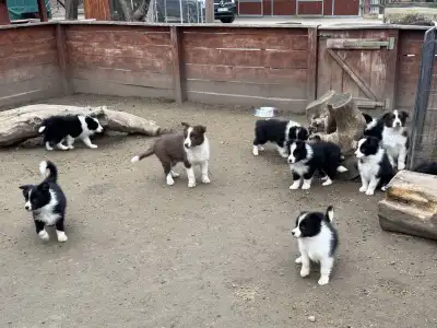 Border Collie - Sio-Bella