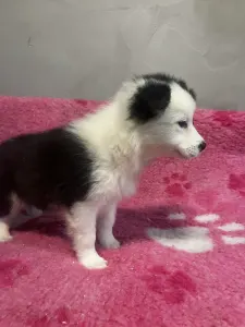 Border collie - Seal Szuka/ Female- Lilac Collar