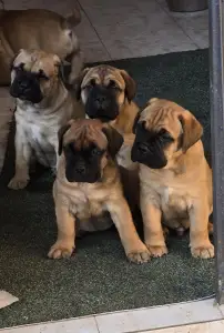 Bullmastiff - Cozia