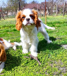 Cavalier King Charles spániel - Erdőszéli Ezüstcsillag Pietro 