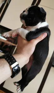 Boston Terrier - Wide Wings Black